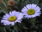 Erigeron-glaucus-Wayne-Roderick