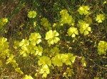 Helianthemum-scoparium-Sun-Rose