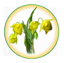 eci-calochortus